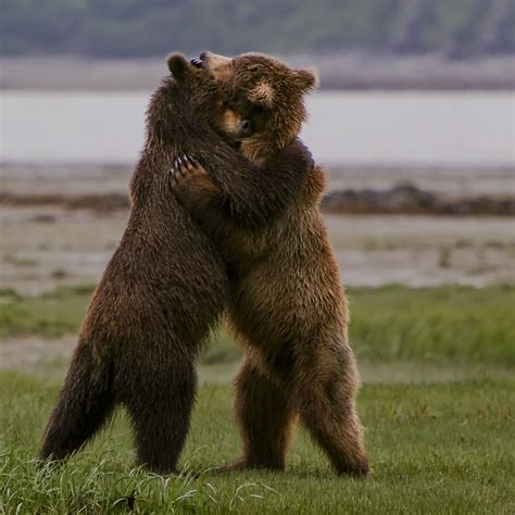 Genuine Bear Hug Katmai Np Alaska Flickr Photo Sharing