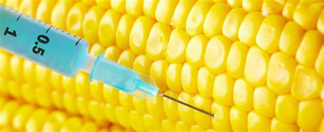 Looking for online definition of ogm or what ogm stands for? Un nouveau règlement pour les OGM afin de renforcer l ...