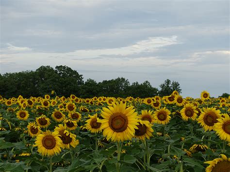 Poolesvilles Mckee Beshers Area Abloom With Sunflowers Photos