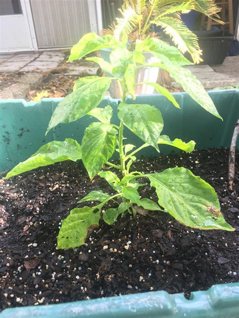 My Lowes Ghost Pepper Is Generating A Lot Of Smaller
