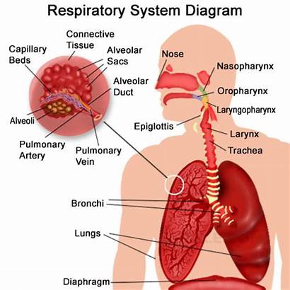Respiratory System Organs Human Anatomy Exchange Functions