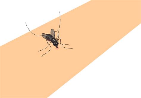 270 Mosquito Bite Stock Illustrations Royalty Free Vector Graphics