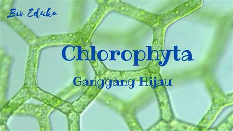 Chlorophyta Ganggang Hijau Alga Hijau Protista Mirip Tumbuhan