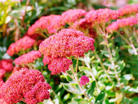 Easy Care Sedum Plants Sunset Magazine