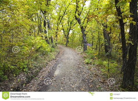 Dirt Path In Forest Stock Image Image Of Natural Woods 11219227