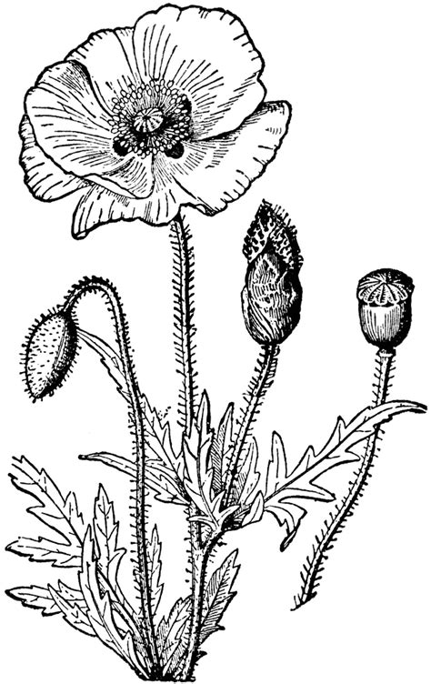 Poppy | ClipArt ETC | Poppy drawing, Poppy flower art, Poppy flower drawing