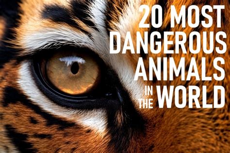 Most Dangerous Animal In The World To Humans