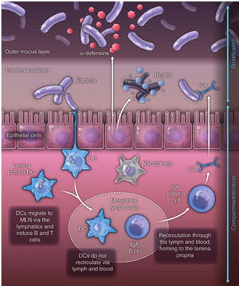 Immune Cells Gut Layer Diagram