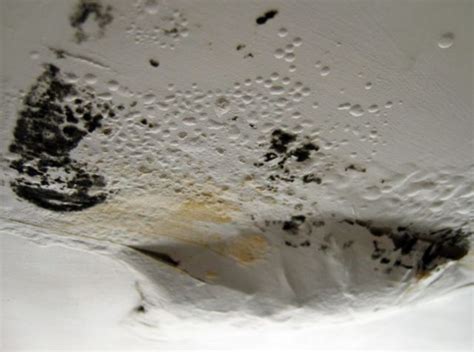 Mold has several characteristics that make it hazardous to property. Black Mold in Bathroom: Cause, Dangers, and How to Get Rid ...