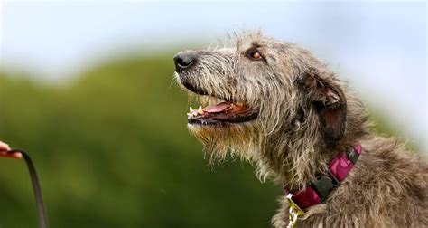 5 Things To Know About Irish Wolfhounds Petful