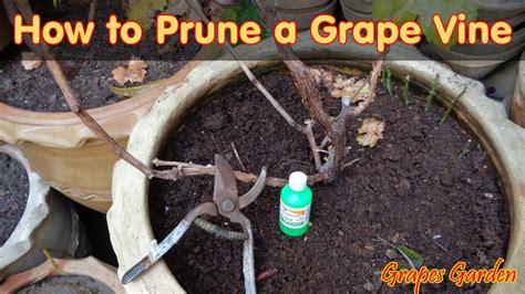 How To Prune A Grape Vine Youtube