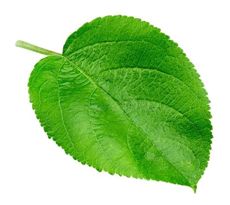 Apple Leaf Isolated Stock Photo Image Of Green Macro 131626414