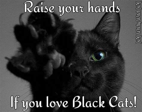 In contrast, the proportion of dogs that make the trip is 78%! Yes I looove black cats... | Cats, Cat day, International ...
