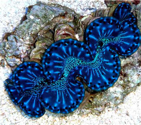 Blue Maxima Clam Tridacna Maxima Saltwater Aquarium Clams Discountcoral