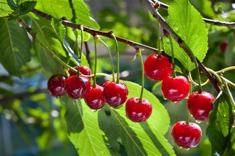 Maybe you would like to learn more about one of these? Kirschbaum pflanzen: Tipps | Garten-Tipps | Garten