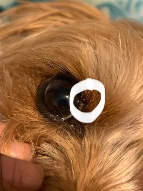 My Dog Has A Lone Star Tick Attached Above His Eye And I Cant Get It