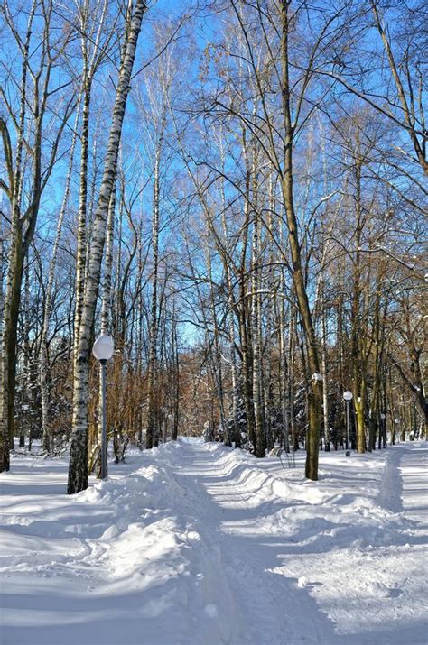 Winter Trees Covered With Snow Against The Blue Sky Stock Image Image
