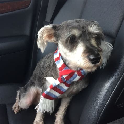 It can be a difficult job that is extremely rewarding at times, and however, pet detectives often work with specially trained dogs who help track and locate lost animals. Lost, Missing Dog - Schnauzer Miniature - Jacksonville, FL ...