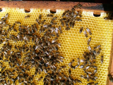 Mikor kell orvosi igazolás a repüléshez? Korlátozások a fiatal gazdák méhészeteiben. | Agrár pályázatok