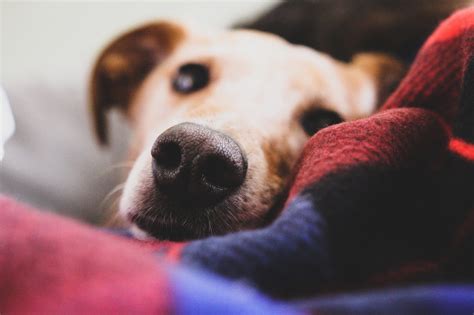 Cachorro Com Nariz Gelado