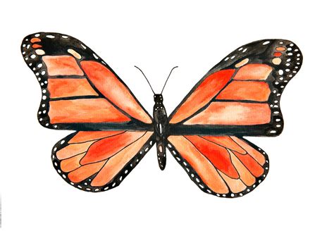 Monarch Butterfly Watercolor Art Print Minimalist Etsy