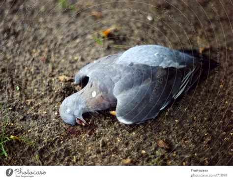 Fallen Pigeon Sleep A Royalty Free Stock Photo From Photocase