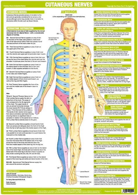 Diagram Of Nerves In Lower Back