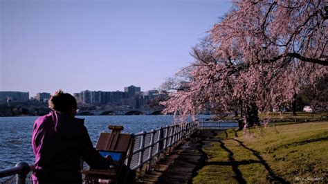 Cherry Blossoms Could Be Seriously Damaged By Upcoming Cold Snap The