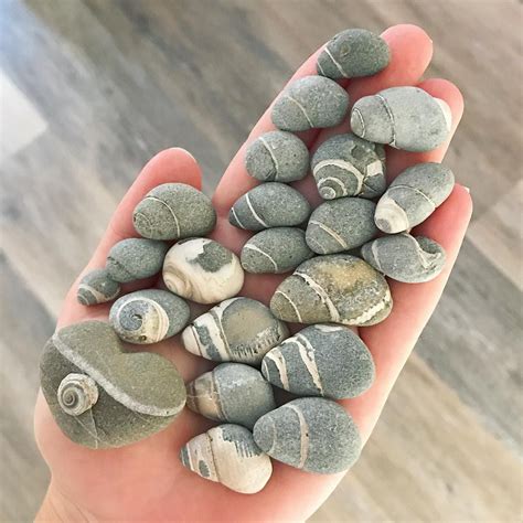 Fossil Extravaganza Oceantreasures Fossils Shells Seashells