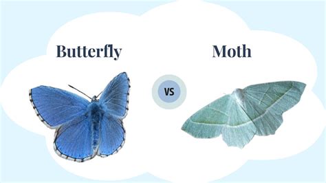 What Is The Difference Between A Butterfly And A Moth