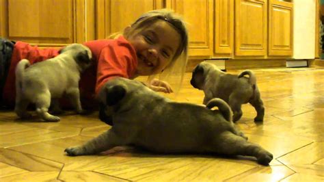 adorable baby pugs youtube