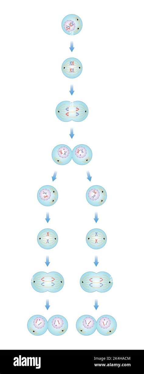 Scientific Designing Of Meiosis Phases Germ Cell Division Process