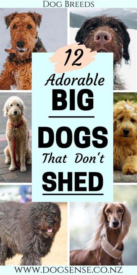 Large breeds that don't shed. 12 Gorgeous Big Dogs That Won't Cover you in Hair | Dog ...