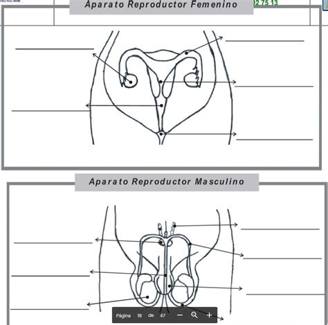 Lamina De Aparato Reproductor Femenino Y Masculino