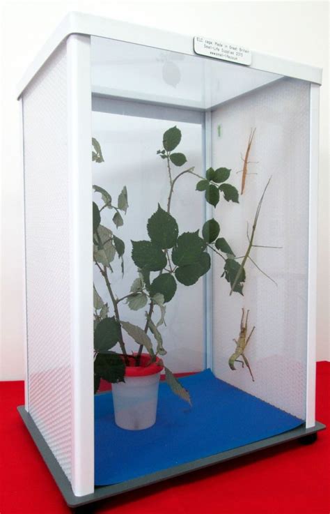 Cage Orchid Mantis Pet