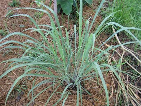 Indoor + outdoor herb garden. Philippine Medicinal Herbs | Herbanext Laboratories Inc.