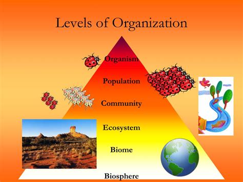 Ppt Principles Of Ecology Powerpoint Presentation Free Download Id