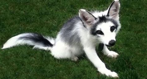 Canadian Marble Fox Can This Wild Creature Be Domesticated