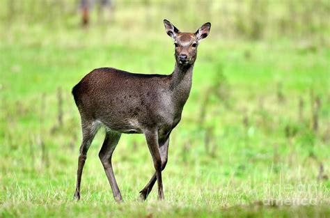Female Sika Deer Photograph By Colin Varndellscience Photo Library