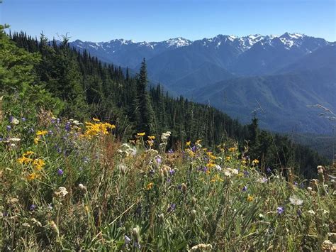 Olympic National Park In Three Days Hurricane Ridge Hoh Rainforest