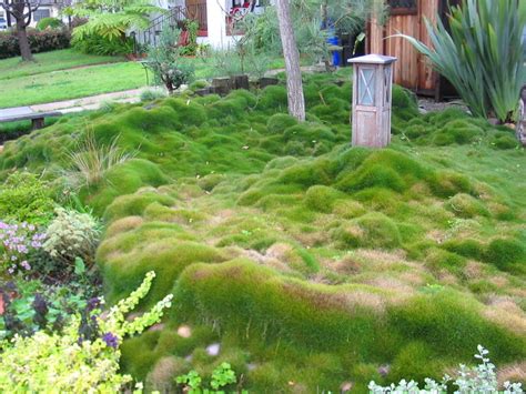 (a do it yourself project). Dutch Touch Blog! Stay informed!: Selecting Grass for Your Landscape