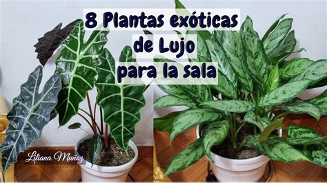 8 Plantas ExÓticas De Lujo Para Decorar La Sala Liliana Muñoz Youtube