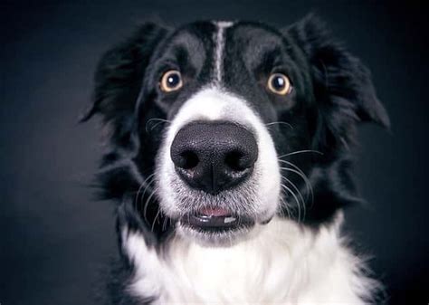 Border Collies Eye Color Collies Life