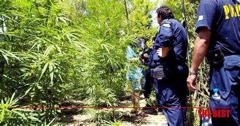 Επιστημών της εκπαίδευσης και της αγωγής στην προσχολική ηλικία. Ντουλάπα- θερμοκήπιο για… χασισόδεντρο! - Κοινωνικά νέα ...