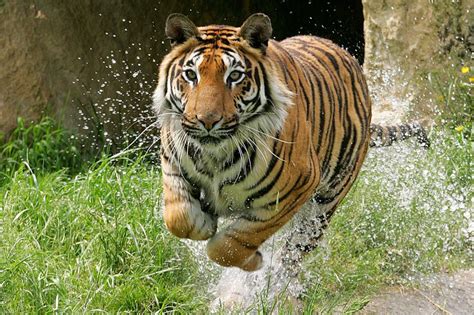 Tiger Running In Jungle Provincial Archives Of Saskatchewan