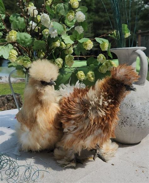 Npip Gorgeous Fertile Silkie Hatching Chicken Ovals Peony Puff
