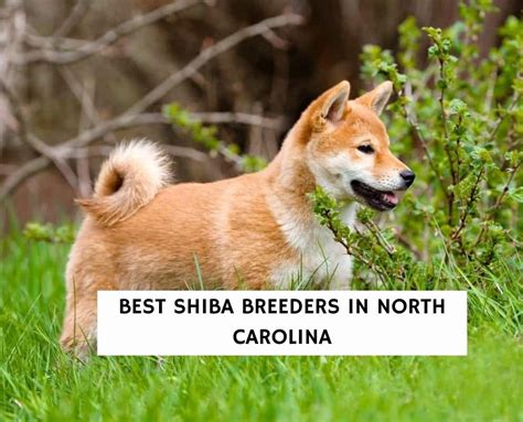 7 Best Shiba Breeders In North Carolina 2023 We Love Doodles