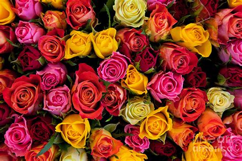 Colorful Roses Background Photograph By Michal Bednarek Pixels