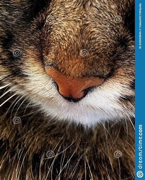 Red Nose Of A Cat Stock Image Image Of Kitten Snout 243549845