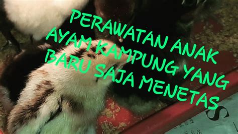 CARA MERAWAT ANAK AYAM KAMPUNG YANG BARU MENETAS